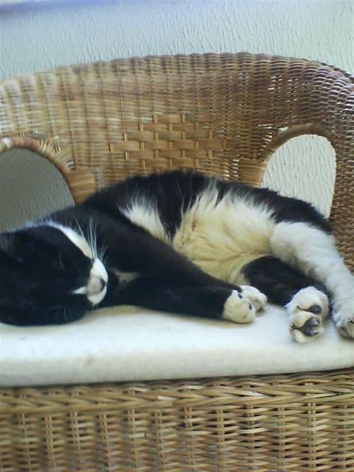 Huskat Bissen - ZzZz.. En dejlig lur på stolen :D <3 billede 2
