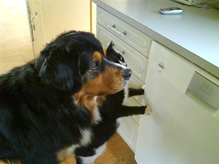 Huskat Bissen - Bissen og hans bedste ven Bamse :D <3 De tigger mad...-.- billede 3