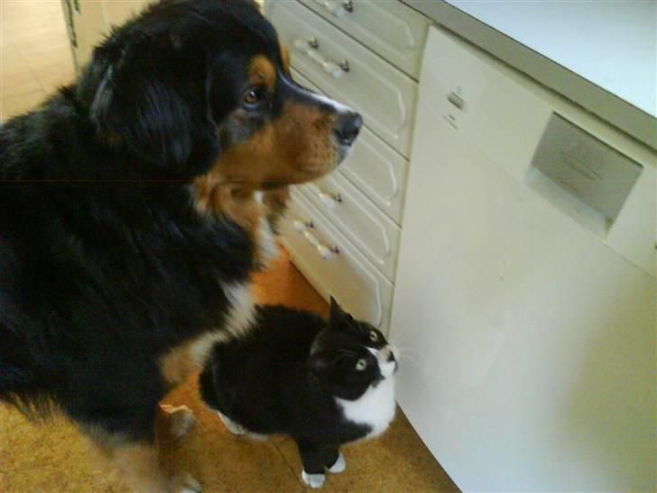 Huskat Bissen - Igen :D  billede 4