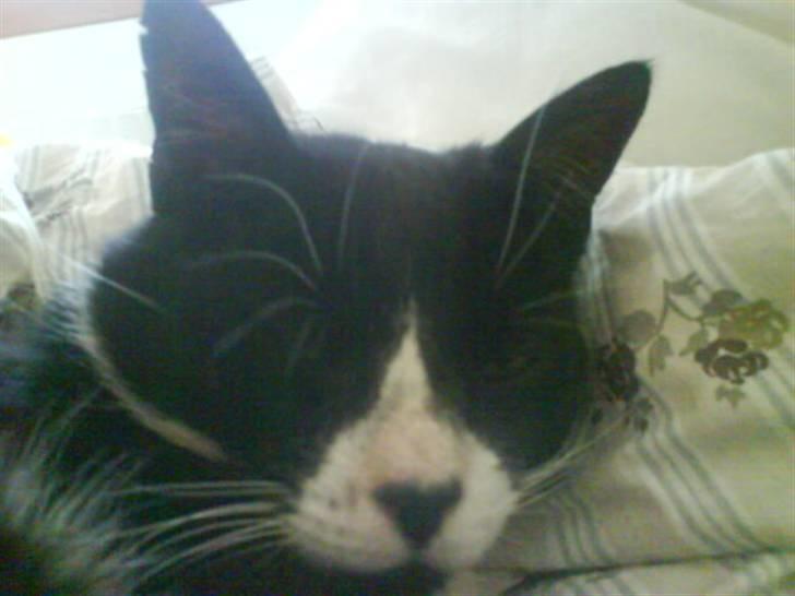 Huskat Bissen - Søde Bissen, som snork sover :D  billede 5