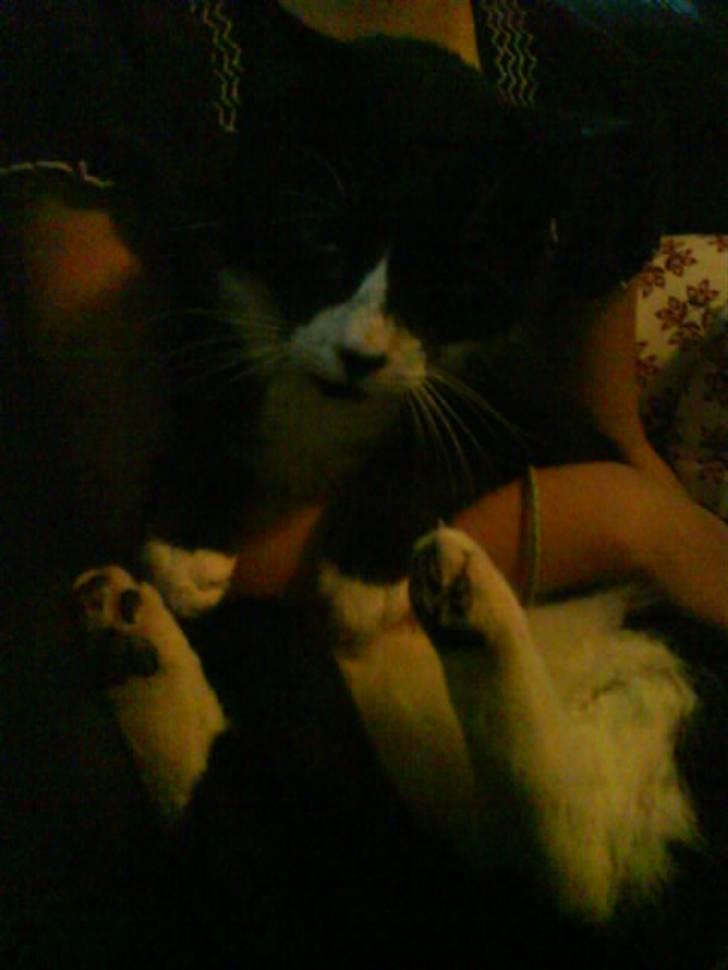 Huskat Bissen - Putte, Putte! :p billede 6