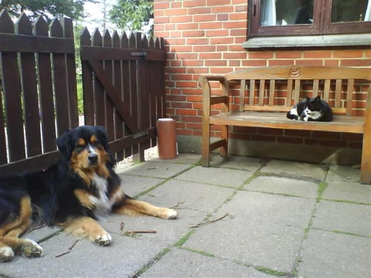 Huskat Bissen - Ude i vores gård en sommerdag hvor Bamse & Bissen ligger og hygger sig! ;p billede 7