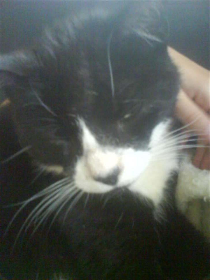 Huskat Bissen - Klø, klø! :D <3 Elskede diq Biss´Miss<3 billede 8