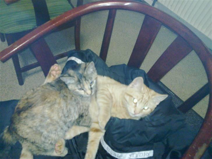 Huskat pernille<3 DØD!med gred billede 13