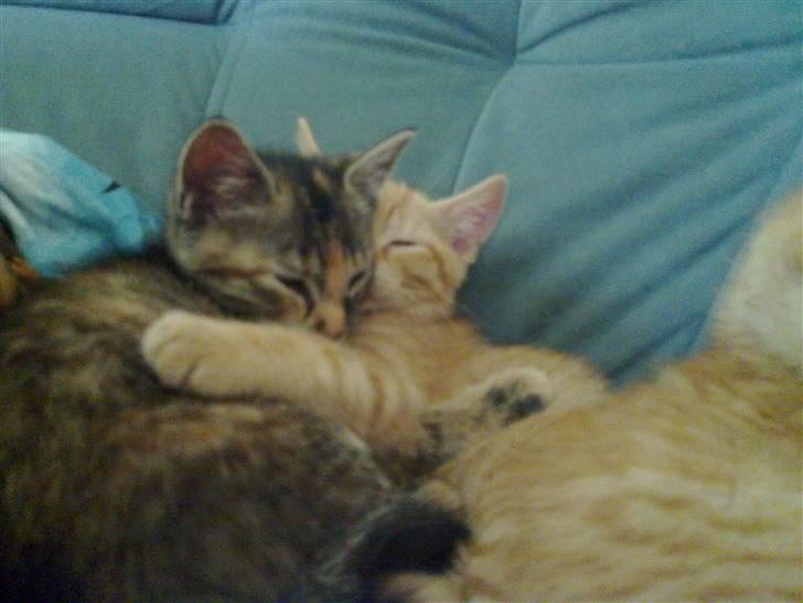 Huskat pernille<3 DØD!med gred billede 14