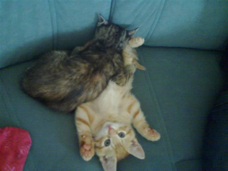 Huskat pernille<3 DØD!med gred billede 15