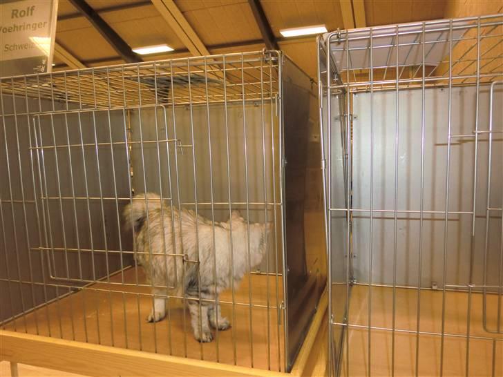 Kurilean Bobtail Geisha Golden look*LT billede 7