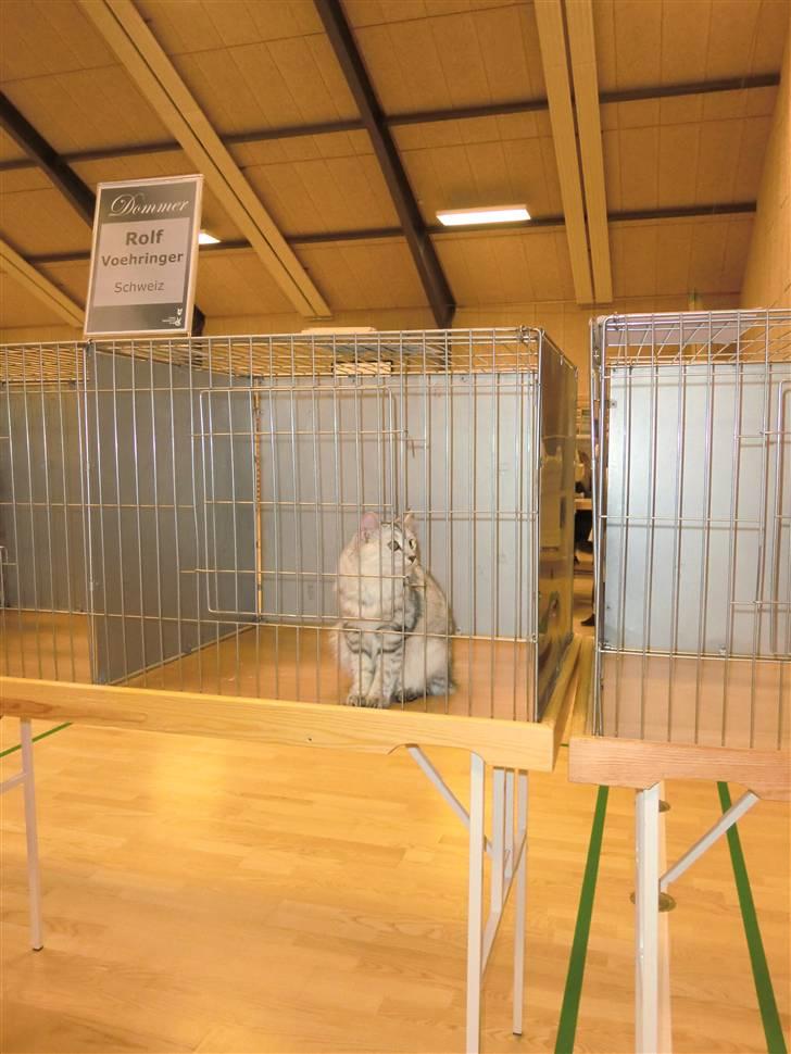 Kurilean Bobtail Geisha Golden look*LT - på udstilling i Brædstrup billede 8