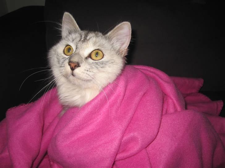 Kurilean Bobtail Geisha Golden look*LT billede 9