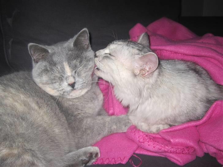 Kurilean Bobtail Geisha Golden look*LT - Ninka vasker Marie :) billede 10