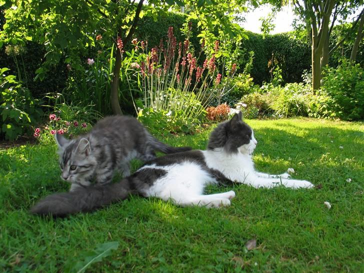 Maine Coon Oceane billede 16