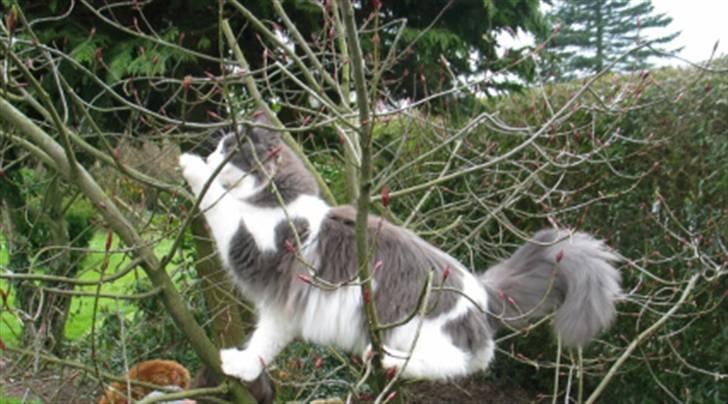 Maine Coon Oceane billede 17