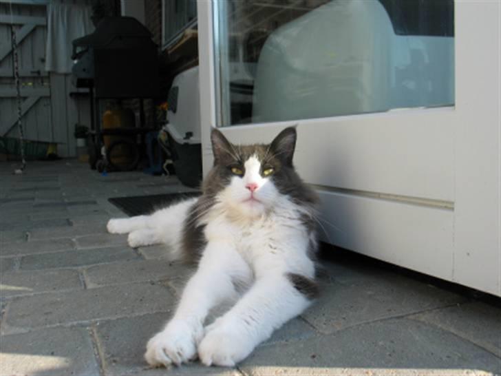 Maine Coon Oceane billede 18