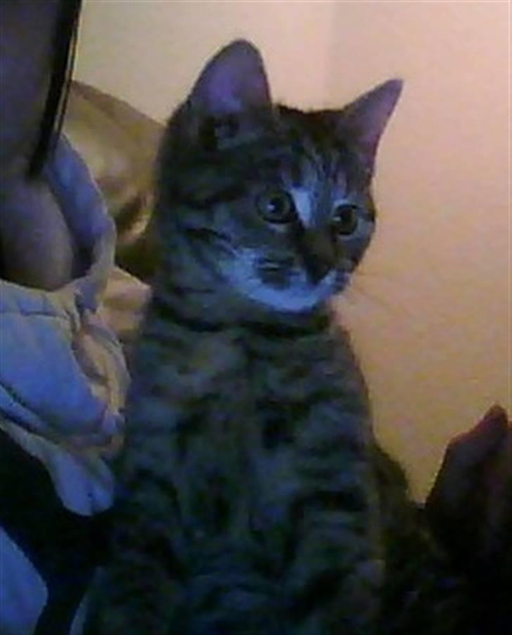 Huskat Oluf billede 2