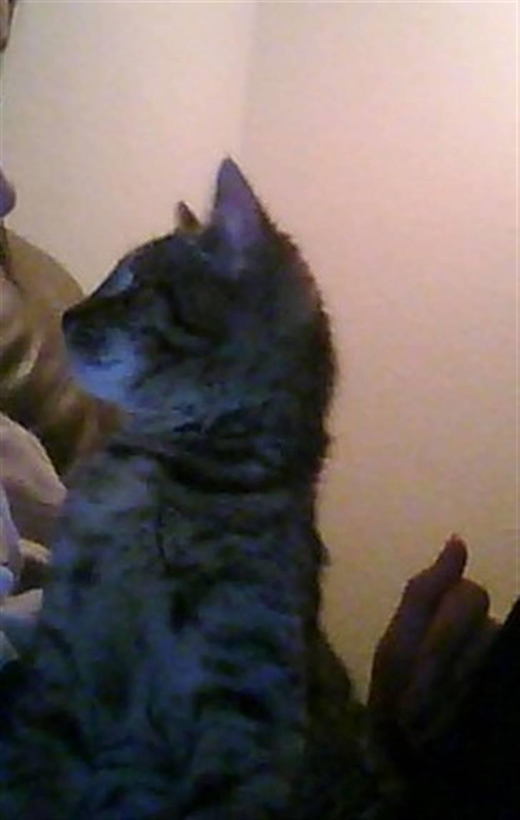 Huskat Oluf billede 3