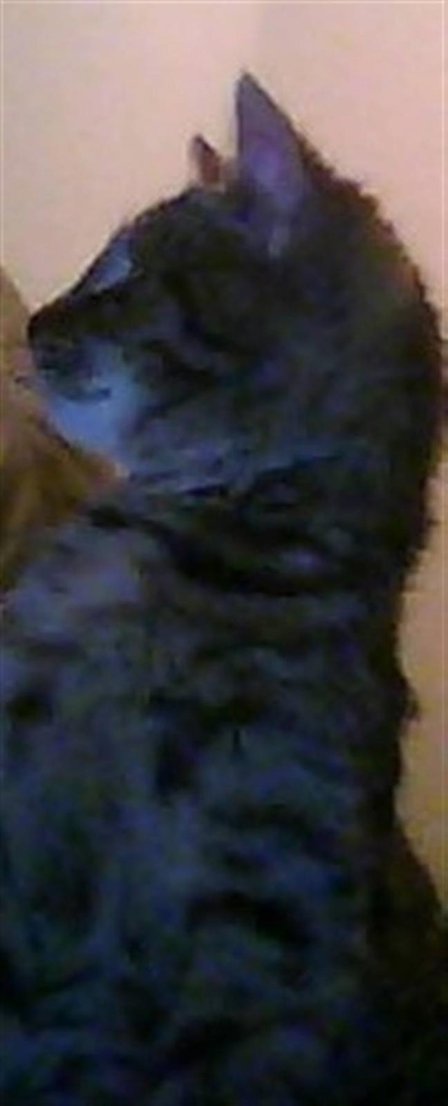 Huskat Oluf billede 4