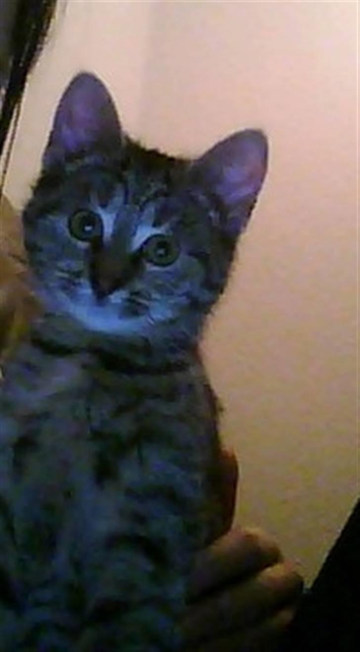 Huskat Oluf billede 5