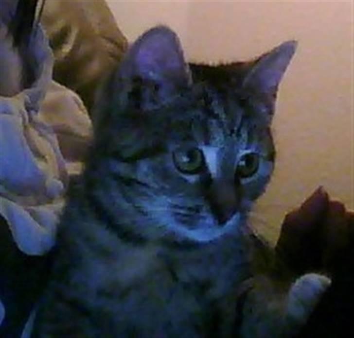 Huskat Oluf billede 6