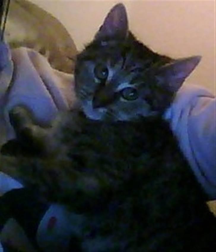 Huskat Oluf billede 8