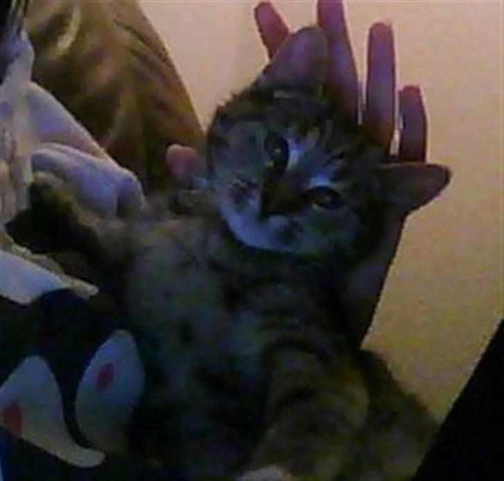 Huskat Oluf billede 9