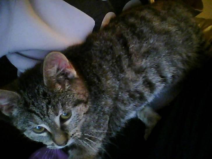 Huskat Oluf billede 10