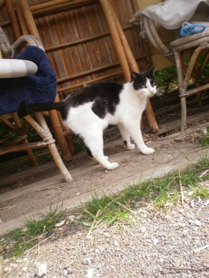 Huskat Figaro billede 1