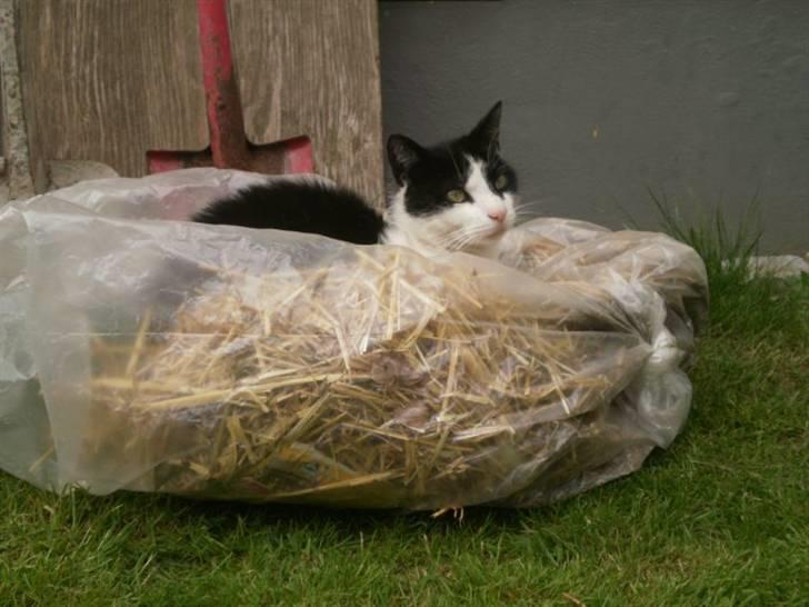 Huskat Figaro - Her ligger man godt :) billede 2