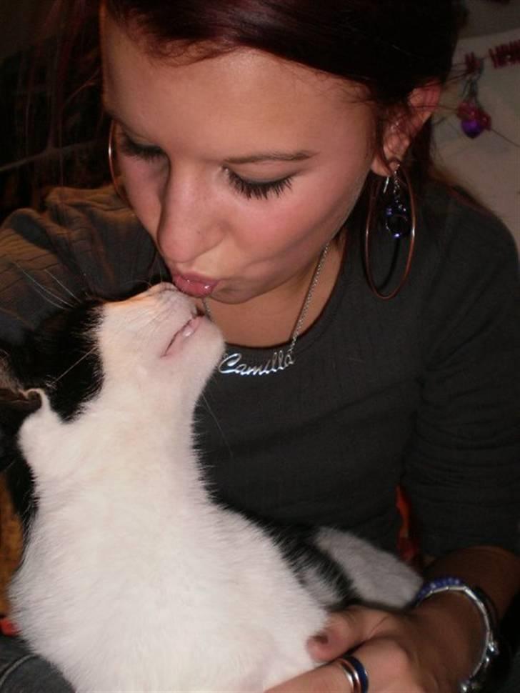 Huskat Figaro - Et lille møs :) Det elsker han også :) Det min søs der sidder med ham billede 3