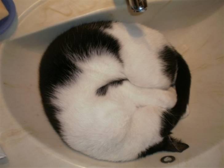 Huskat Figaro - Yep tror kiss me lærte ham det :P billede 4