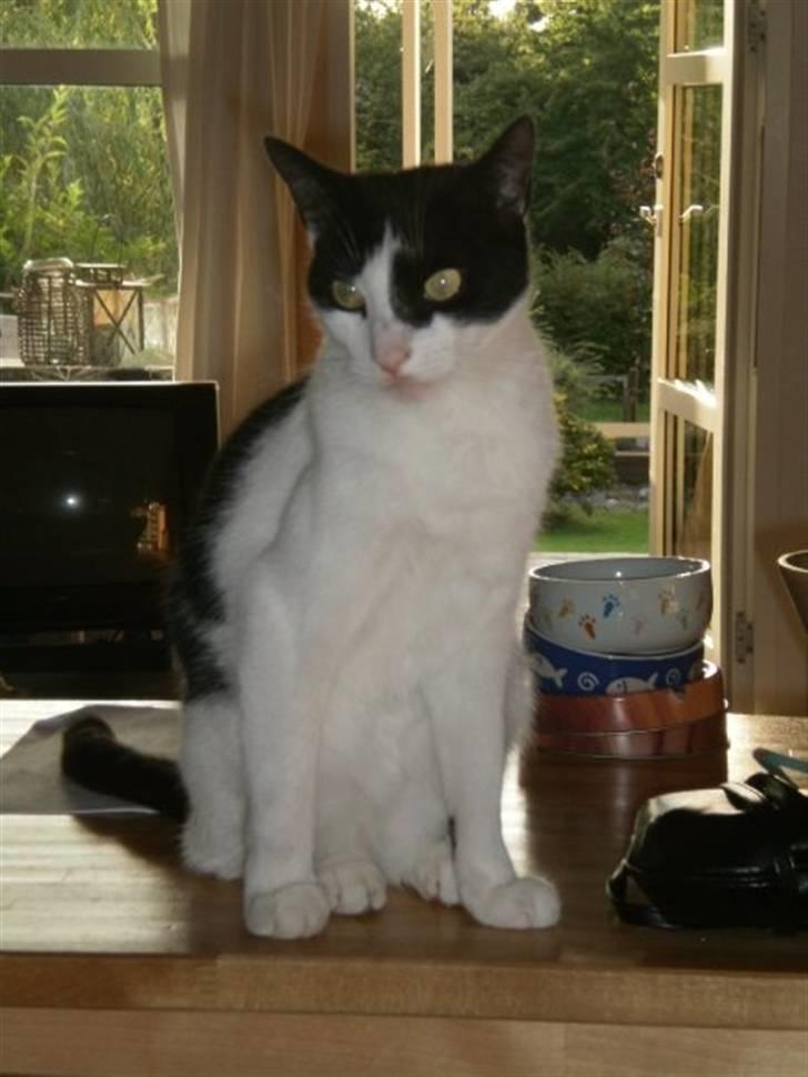 Huskat Figaro billede 5