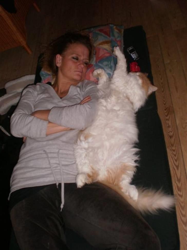 Norsk Skovkat Midi - Midi elsker og putte ved siden af mor :) billede 9