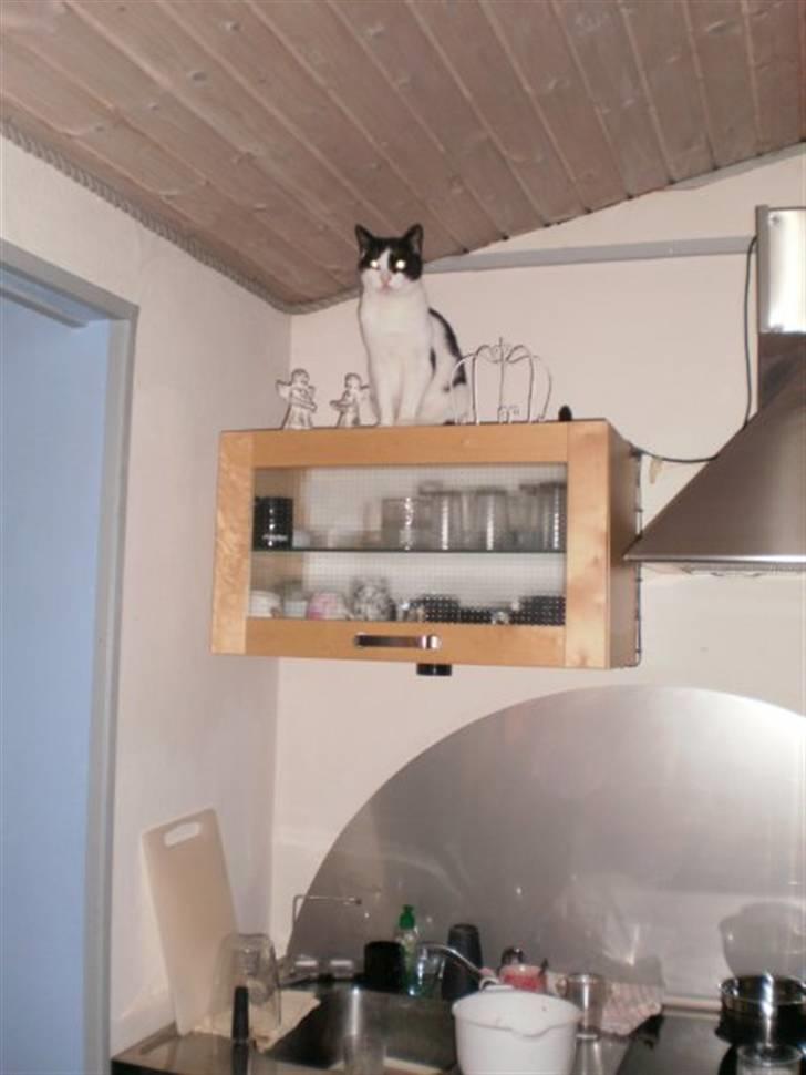 Huskat Figaro billede 6