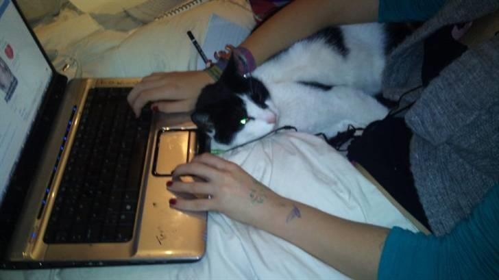 Huskat Figaro - En rigtig putte trold :D billede 7