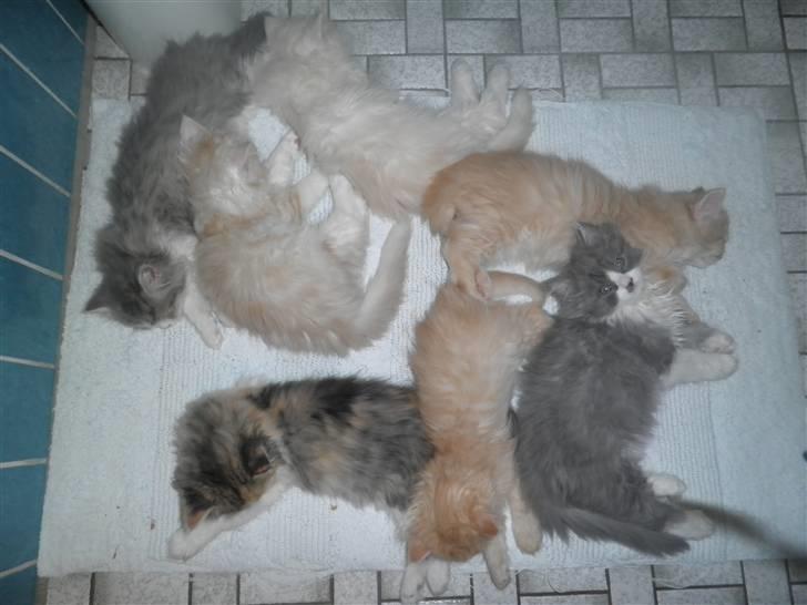 Blanding af racer Sigurd - De 7 killinger Var meget glade for at putte sammen, har beholdt 2 :o) 10 uger billede 14