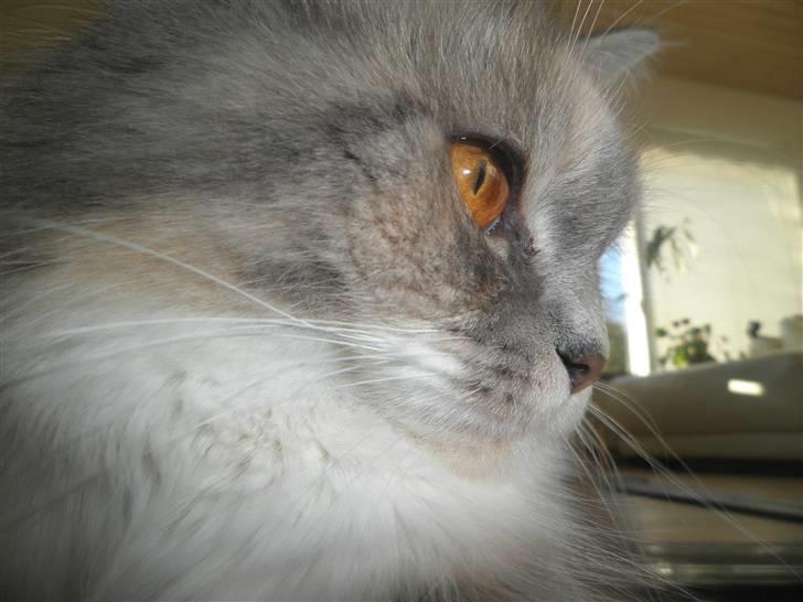 Blanding af racer Sigurd - Sif, mor til de 7 :o) billede 15