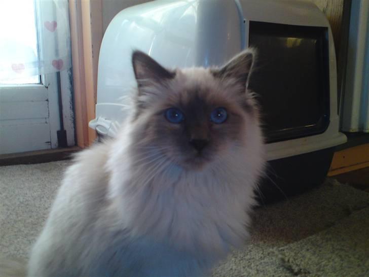 Hellig Birma DK Aqua Aura's Cosmo billede 1