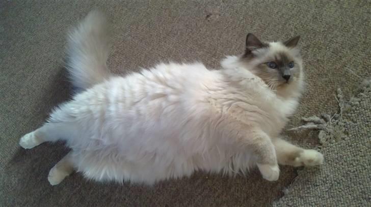 Hellig Birma DK Aqua Aura's Cosmo billede 2