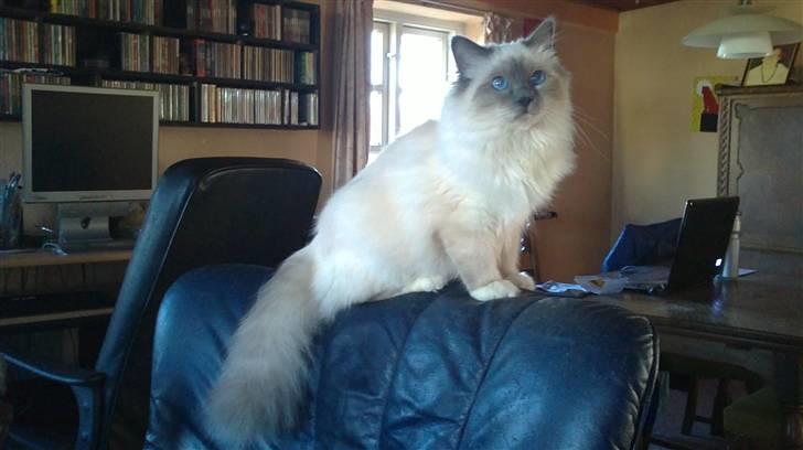 Hellig Birma DK Aqua Aura's Cosmo billede 3