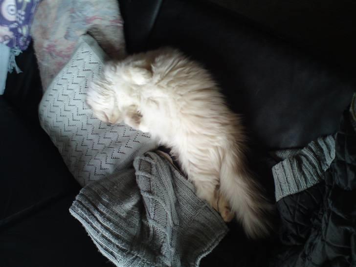 Hellig Birma DK Aqua Aura's Cosmo billede 4