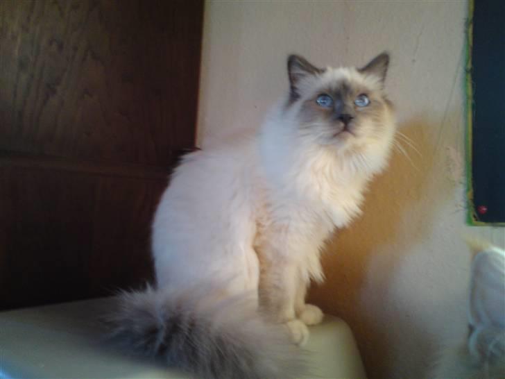 Hellig Birma DK Aqua Aura's Cosmo billede 5