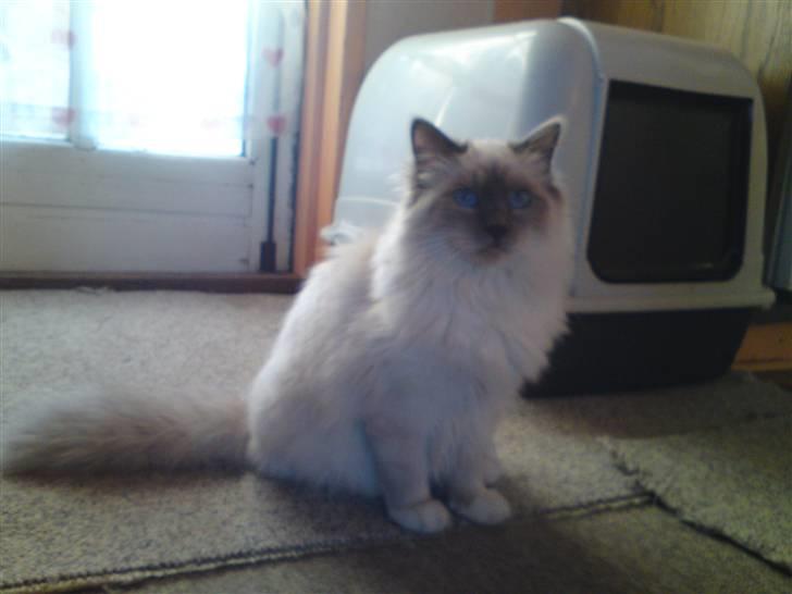 Hellig Birma DK Aqua Aura's Cosmo billede 6