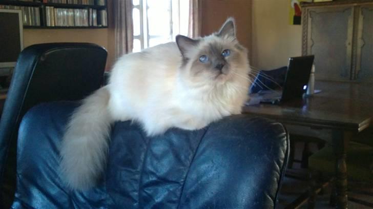 Hellig Birma DK Aqua Aura's Cosmo billede 7