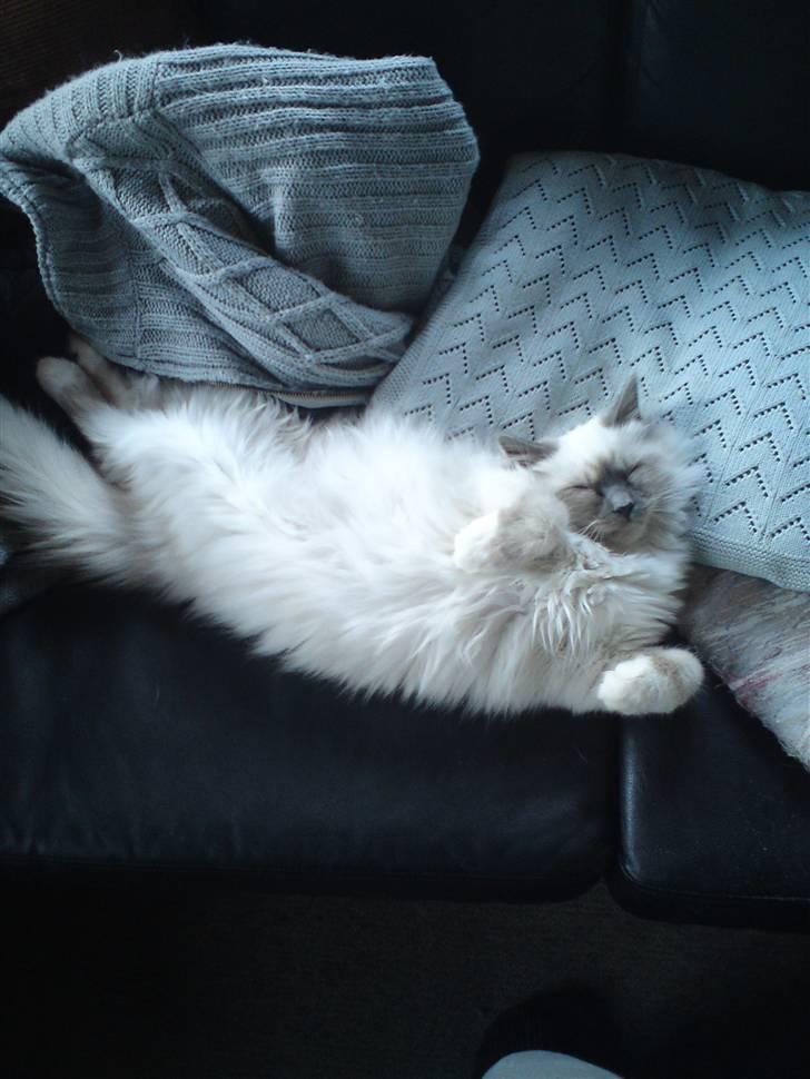 Hellig Birma DK Aqua Aura's Cosmo billede 8