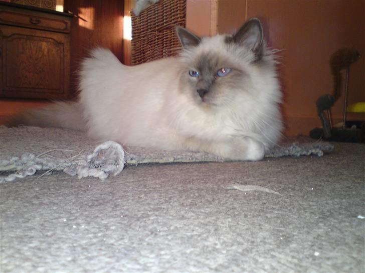 Hellig Birma DK Aqua Aura's Cosmo billede 9