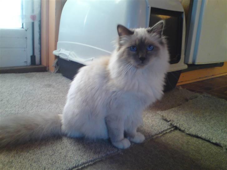 Hellig Birma DK Aqua Aura's Cosmo billede 10