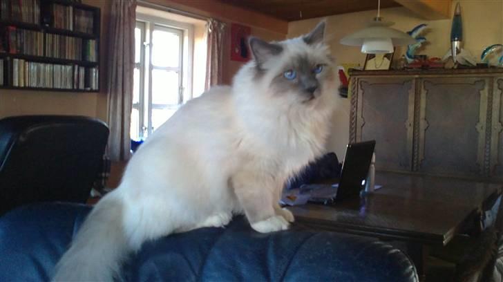 Hellig Birma DK Aqua Aura's Cosmo billede 11