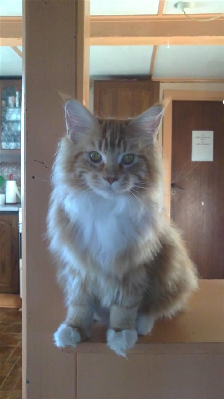 Maine Coon DK KHcoon's Elton John billede 1