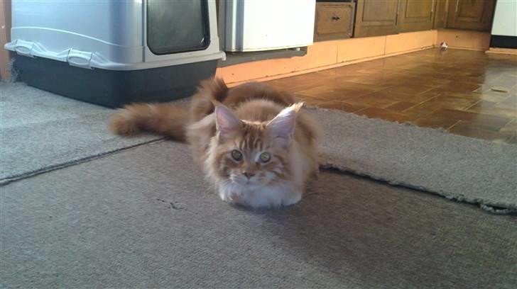 Maine Coon DK KHcoon's Elton John billede 2