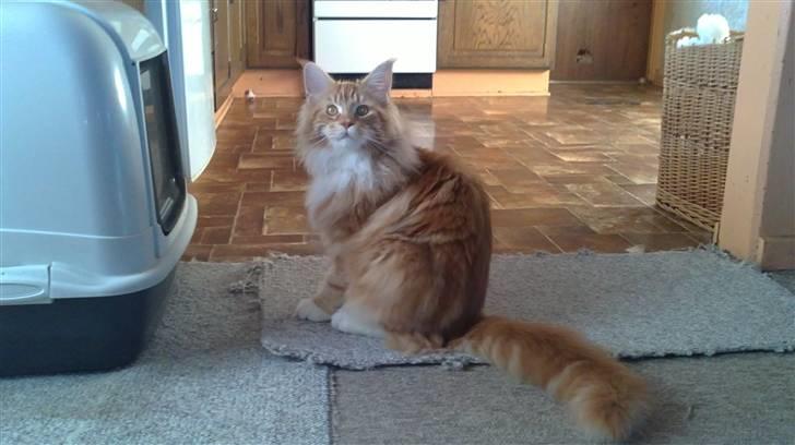 Maine Coon DK KHcoon's Elton John billede 3