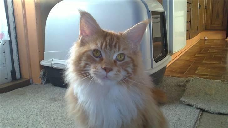 Maine Coon DK KHcoon's Elton John billede 4